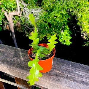 Ric Rac cactus Epiphyllum Anguliger